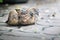 Zebra Dove family together for warmth After rain stopped.