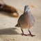 Zebra Dove Geopelia striata