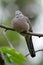 Zebra Dove (Geopelia striata)