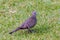 Zebra dove Geopelia striata, barred ground dove, or barred dove