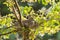 Zebra dove make nest on the tree