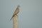 Zebra Dove Perching on the Tree Branch