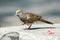 Zebra dove standing on one leg