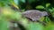 Zebra Dove on the Tree Branch amongst Vibrant Green