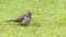 Zebra Dove walking on lawn of fresh green grass