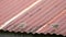 Zebra dove walking on rusty roof in the morning