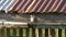Zebra doveperching on old roof gutter