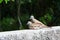 Zebra doves resting on wall