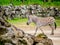 Zebra dries off after taking a dip. Auckland Zoo Auckland New Zealand