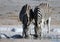 Zebra drinking at a desert waterhole