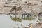 Zebra drinking With Giraffes in Namibia