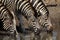 Zebra drinking in Kruger National Park