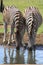 Zebra Drinking Pair