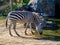 Zebra drinking at the a water hole. Auckland Zoo Auckland New Zealand