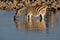 Zebra drinking water, Okaukeujo waterhole