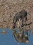 Zebra drinking from waterhole at Okaukuejo camp