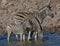 Zebra drinking from waterhole at Okaukuejo camp