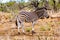 Zebra in the drought stricken savanna area of central Kruger National Park