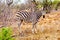 Zebra in the drought stricken savanna area of central Kruger National Park