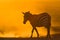 Zebra in the dust against the setting sun. Kenya. Tanzania. National Park. Serengeti. Maasai Mara.