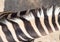 Zebra ears