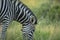 Zebra Ears and mane whilst feeding