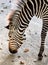 Zebra eating