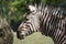 Zebra eating at Blackpool Zoo in Lancashire, UK