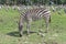 Zebra eating grass