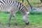 Zebra eating grass