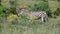 Zebra eating grass in addo elephant