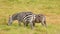 Zebra eating grass, Amboseli park, Kenya