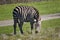 Zebra Eating Grass in Close Up on Central California Coast