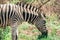 A zebra eating grass in the Hluhluwe - imfolozi National Park in South africa