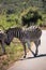 A zebra eating grass in the Hluhluwe - imfolozi National Park in South africa