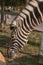 Zebra eating grass. Lubango. Angola.