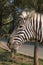 Zebra eating grass. Lubango. Angola.
