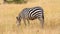Zebra eating grass, Masai Mara