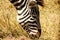 Zebra eating grass in national park in Tanzania