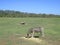 Zebra eating grass in Open Range Zoo