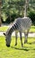 a zebra eating grass photo front view