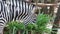 Zebra eating the grass in Thailand zoo