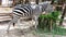 Zebra eating the grass in Thailand zoo