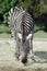 Zebra Eating Hay