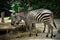 Zebra eating in Singapore Zoo