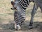 a zebra eats grass. Grevyâ€™s zebra in the summer