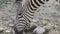Zebra eats grass in zoo