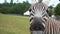 Zebra eats from the hands of a young girl in a safari park, close-up, 4K