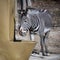 Zebra eats in its exhibit in March 2021 during the Covid Pandemic