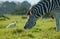 Zebra with egret South Africa